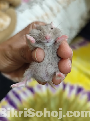 Male Campbell Dwarf Hamster